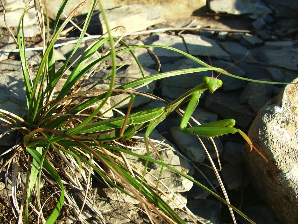 Iris oratoria ??